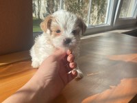 Show kalite Tea cup morkie yavrularımız 