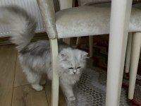 Prenses chinchilla kedimiz