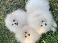 Orjinal ayı surat pomeranian boo yavrular