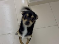 9 Aylık Chihuahua Bebeklerimiz Sahiplendirilecektir