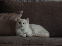 BRİ SH NY Aria mango british shorthair