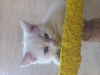 Albino siyam kedisi nadir 3 aylık
