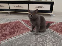 British shorthair yuva arıyoruz