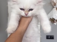 British longhair ve shorthair yavrularımız