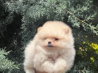 A kalite pomeranian bebeklerim
