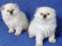 Scottish Fold Losgheyr Yavrular Teslime Hazırdır
