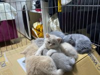 2 aylık orjinal british shorthair yavrularımız