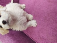 Maltese terrier 2 aylık yavrumuz