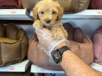 BİRBİRİNDEN GÜZEL MALTİPOO BEBEKLER