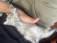 British shorthair yavru kedim