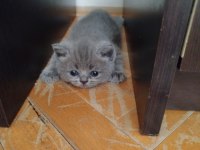 Orijinal british shorthair yavruları