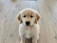 Profesyonel Üretim Çifliğinden Golden Kapıda Ödeme