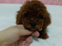 Kore Kan Poodle Bebekler
