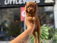 LİTTLEPAWS FARKI İLE KOREAN REDBROWN POODLE