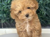 YASAL ÜRETİCİDEN mini boy SAFKAN TOY POODLE YAVRULARI