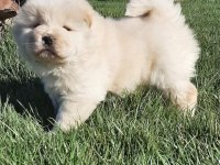 ÇİN ASLANI YAVRULARIMIZ (CHOW CHOW)