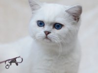 British shorthair dişi