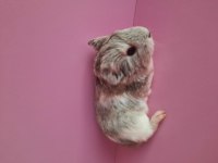 Safkan sheltie ginepig yavrular