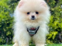 Sevimli Pomeranian Boo Yavru Köpeklerimiz