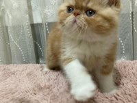 Exotic shorthair