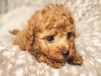 Toy Poodle Yavrusu