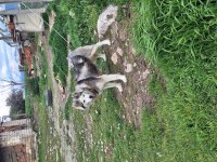 Şeytan maske köpeğimiz
