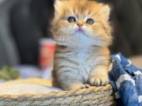 Dünyanın en güzel british longhair kedisi