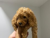 Yavru toy poodle sahiplendirme