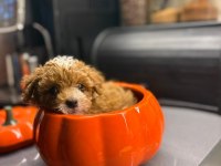 Maltipoo yavrularım orijinal