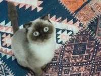Mükemmel Güzellikte Safkan Dişi 1.5 yaşında british