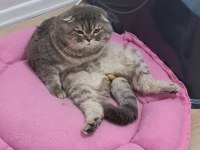 Scottish fold kedimiz 1,5 yaşında