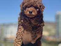 yasal ruhsatlı çiftlikde ziyarete açık toy poodle