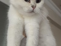 Ücreti karşılığı british shorthair sahiplendirme