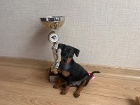 Yarışma sınıfı minyatür pinscher yavrusu son 1 tane