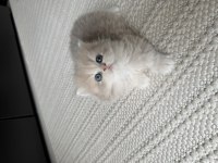 2 Erkek Yavru British Longhair