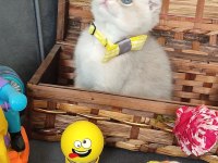 Scottish fold erkek