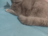 British shorthair erkek 7 aylık