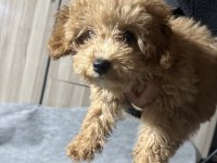 3 Aylık Yavru Poodle