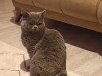 British shorthair ücretsiz