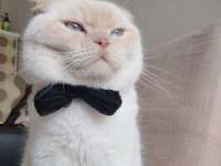 Scottish fold erkek çipli