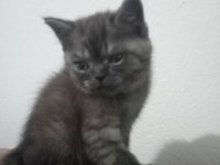 Safkan british shorthair yavru disi