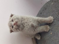 ISPARTA SON 2 YAVRUM UYGUN PUANLA 1 DİŞİ VE 1 ERKEK
