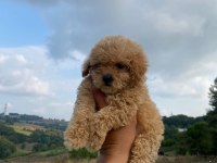 3 Aylık Maltipoo Dişi Bebeklerim