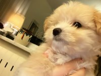 Bebek Maltipoo 2,5 Aylık