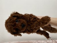 Toy poodle Red brown safkan özel yavrular