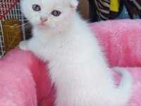 Scottish fold yavru kediler