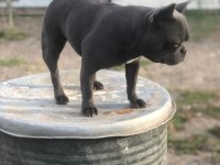 Dişi blue french Bulldog