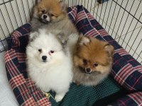 Pomeranian Yavrular İçin Ulaşabilirsiniz