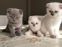 2 Aylığını Doldurmuş Scottish Fold, Blue Point Yavrular