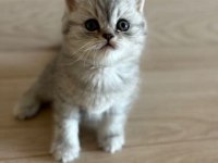 British shorthair yavrularımıza yuva arıyoruz